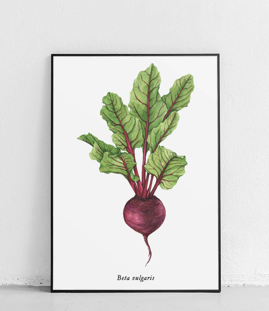 Common beetroot - poster