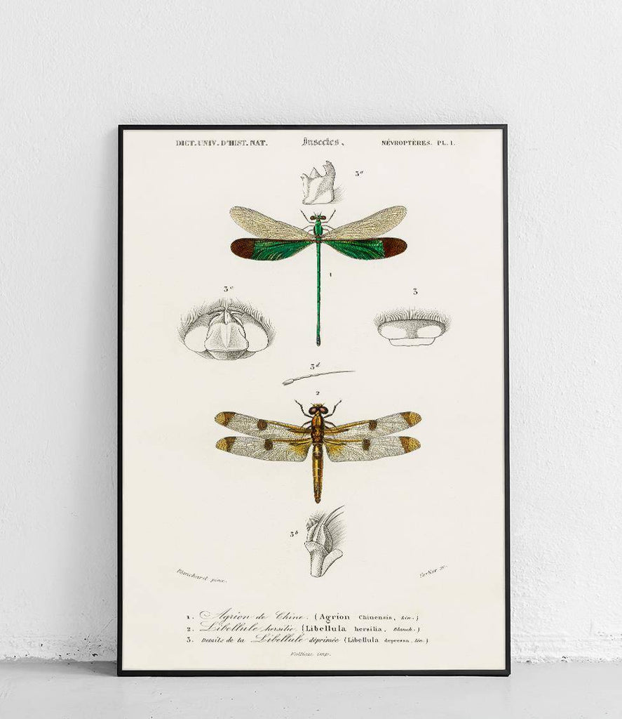 Dragonflies - poster