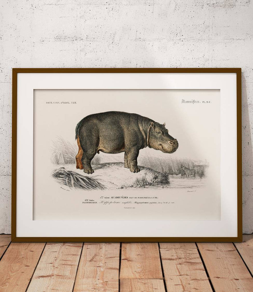 Nile hippo - poster