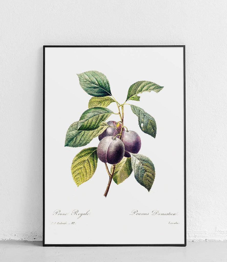 House plum tree - poster