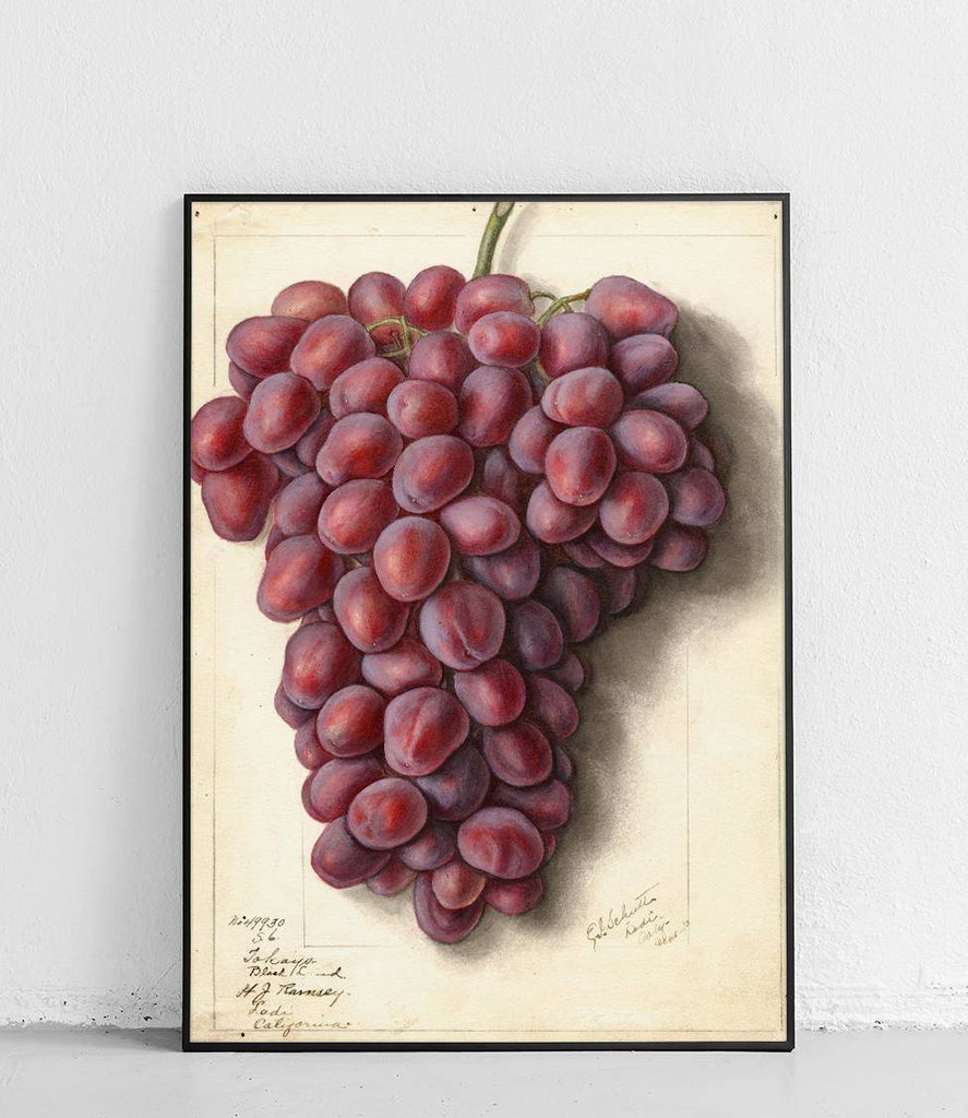 Grapes - poster