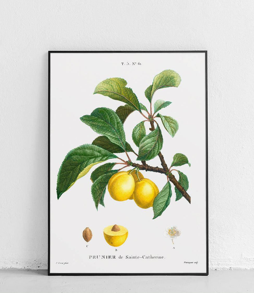 Saint Catherine's plum tree - poster