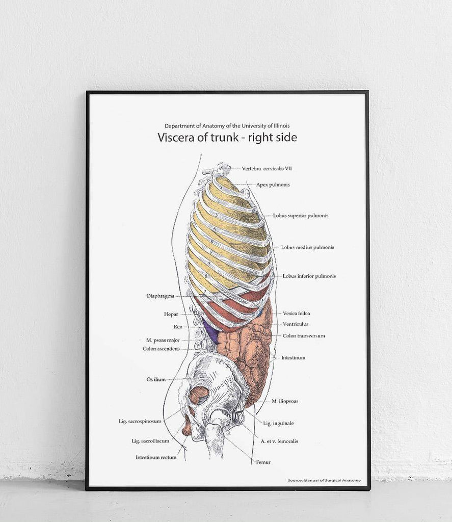 Guts of the torso - right side II