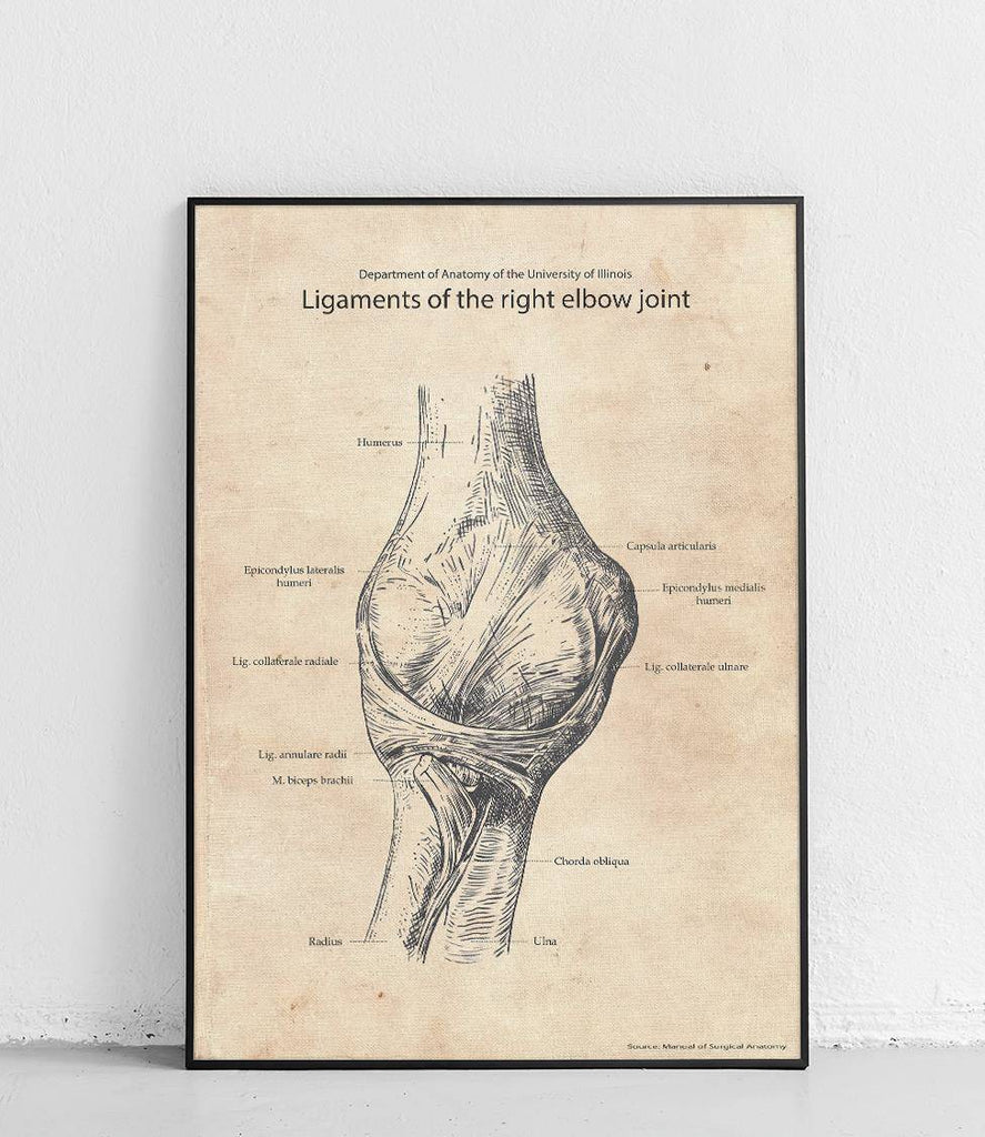 Elbow ligament - poster