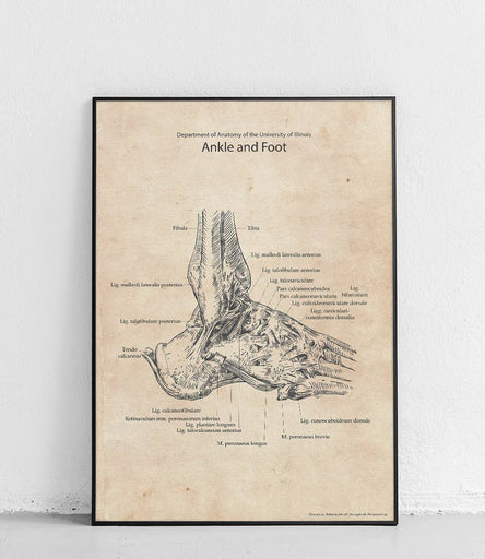 Right ankle and foot ligaments - poster