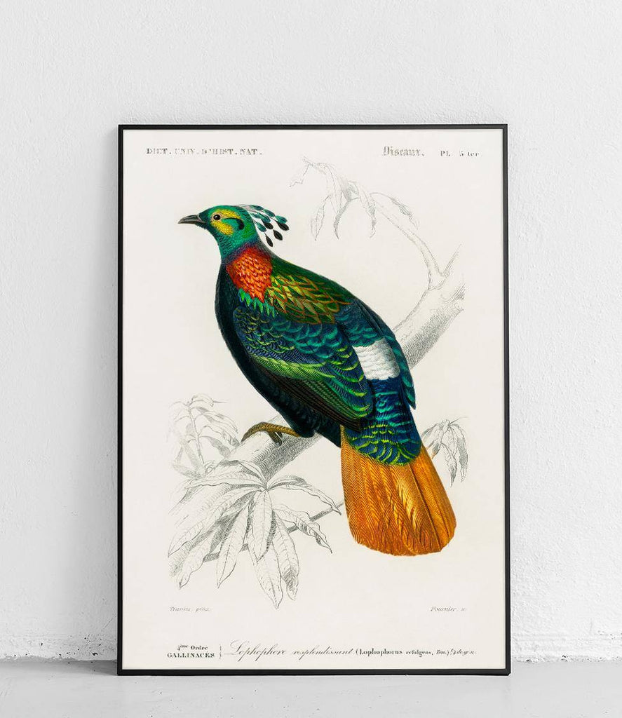 Himalayan monal - poster