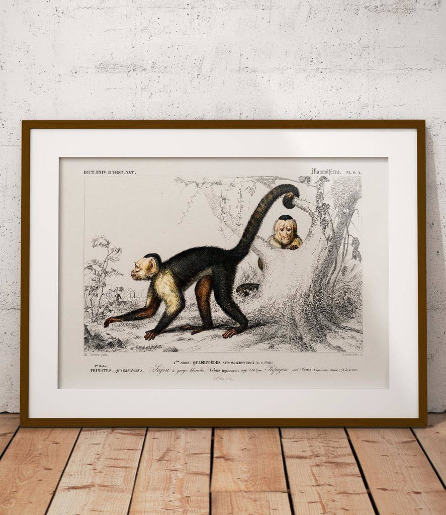 Capuchins - poster