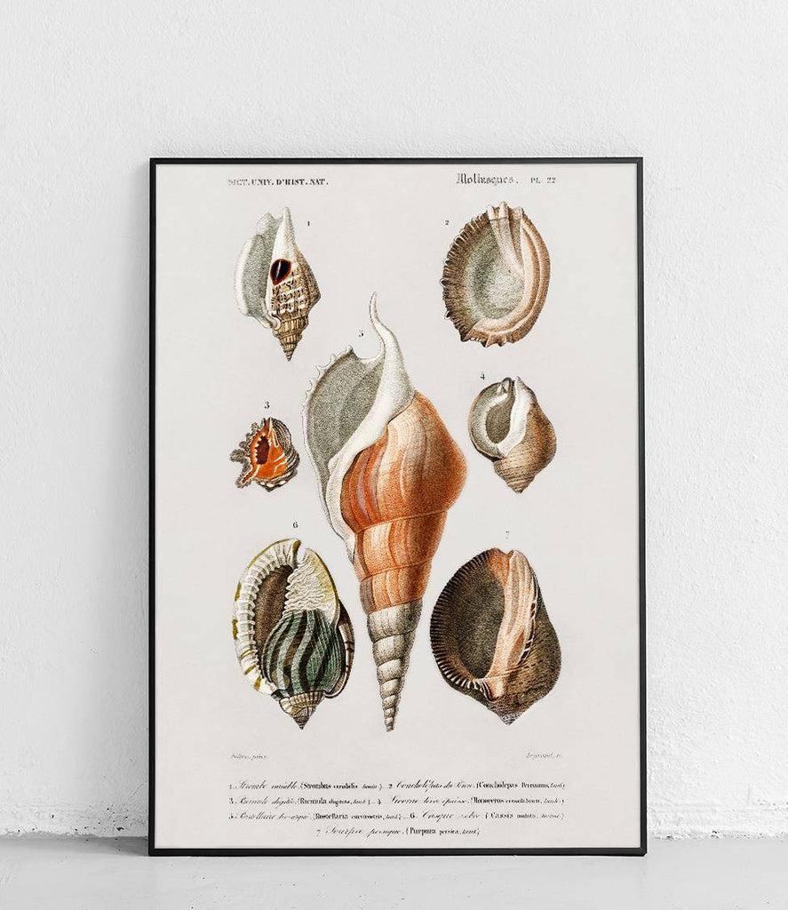 Molluscs - poster