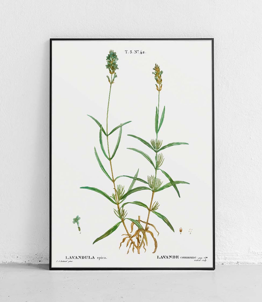 Broadleaved lavender - poster